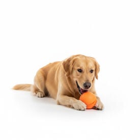 BECO Bola de apanhar laranja para c&atilde;es