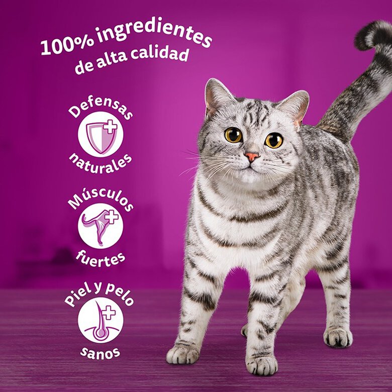 12 saquetas x 85 g Whiskas Sabor Aves Geleia em Saqueta para Gatos,  Imagem número 6 12 saquetas x 85 g Whiskas Sabor Aves Geleia em Saqueta para Gatos, , large Imagem número 6