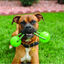 Kong Squeezz Bola com Pega brinquedo para cães, , large Indicador imagem número 2