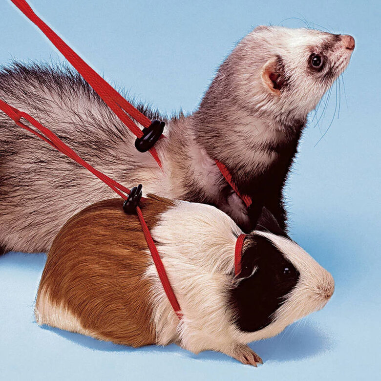 Ferplast NY Rod Arnês para porquinhos-da-índia,  Imagem número 2 Ferplast NY Rod Arnês para porquinhos-da-índia, , large Imagem número 2