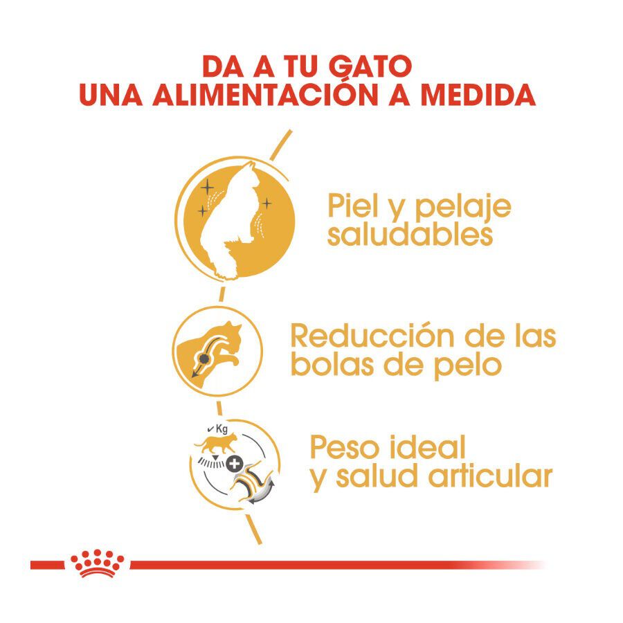 10 kg Royal Canin Adult Bosques da Noruega Ra&ccedil;&atilde;o para gatos, , large Imagem n&uacute;mero 6