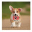 Disney corda Disco Minnie com som para cães, , large Indicador imagem número 2
