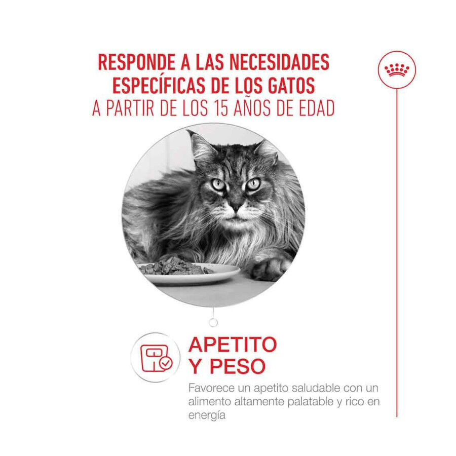 4 kg Royal Canin Ageing +15 Ra&ccedil;&atilde;o para gato s&eacute;nior, , large Imagem n&uacute;mero 3