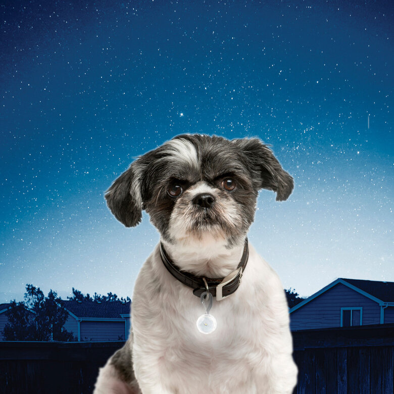 Nite Ize PetLit Luz LED branca com mosquetão para coleiras de cães,  Imagem número 2 Nite Ize PetLit Luz LED branca com mosquetão para coleiras de cães, , large Imagem número 2