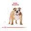 12 kg Royal Canin Adult Bulldog ração para cães de raça, , large Indicador imagem número 4