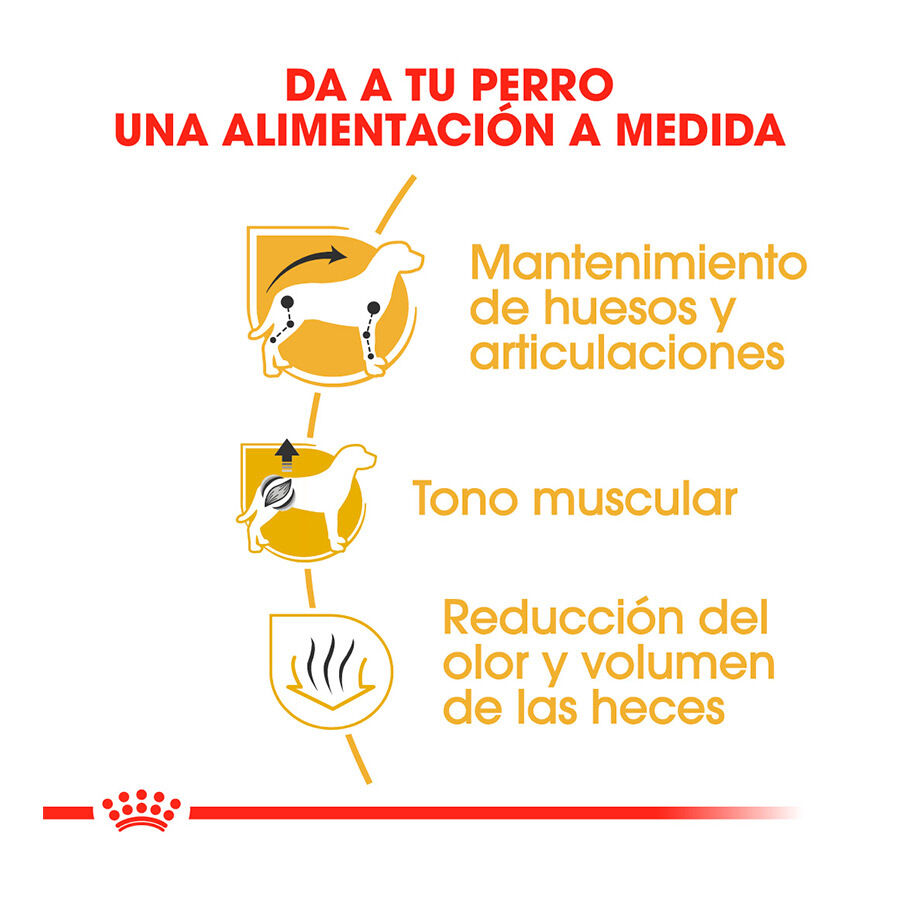 7.5 kg Royal Canin Adult Dachshund ra&ccedil;&atilde;o para c&atilde;es, , large Imagem n&uacute;mero 5