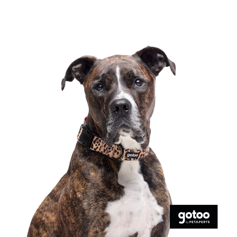 Gotoo Coleira estampada leopardo castanha para c&atilde;es, , large Imagem n&uacute;mero 3