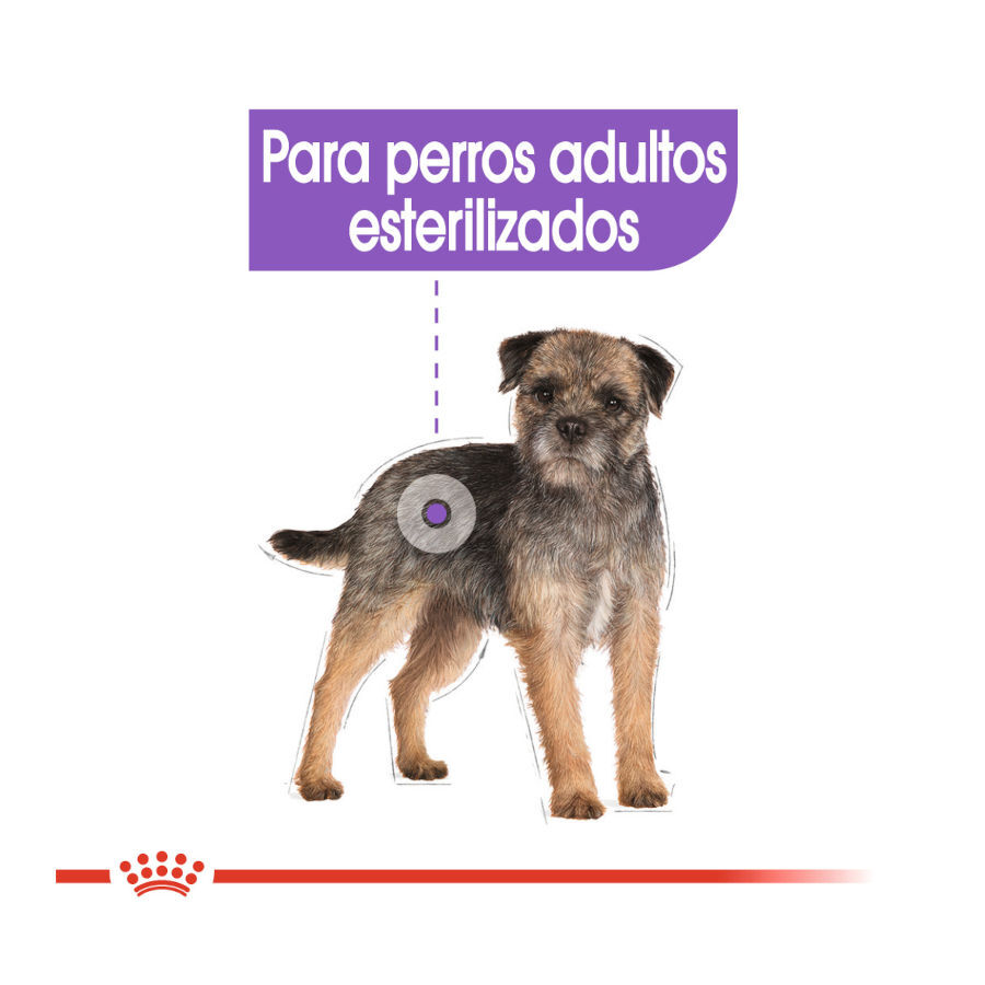 8 kg Royal Canin Mini Sterilised ra&ccedil;&atilde;o para c&atilde;es, , large Imagem n&uacute;mero 5