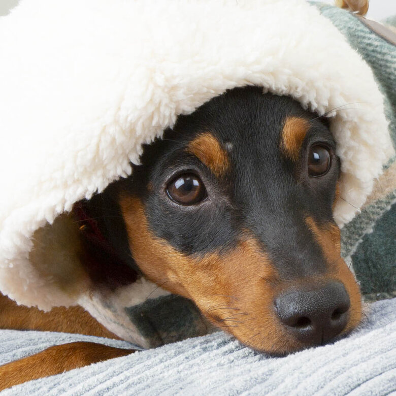 Outech Casaco Xadrez para cães,  Imagem número 4 Outech Casaco Xadrez para cães, , large Imagem número 4