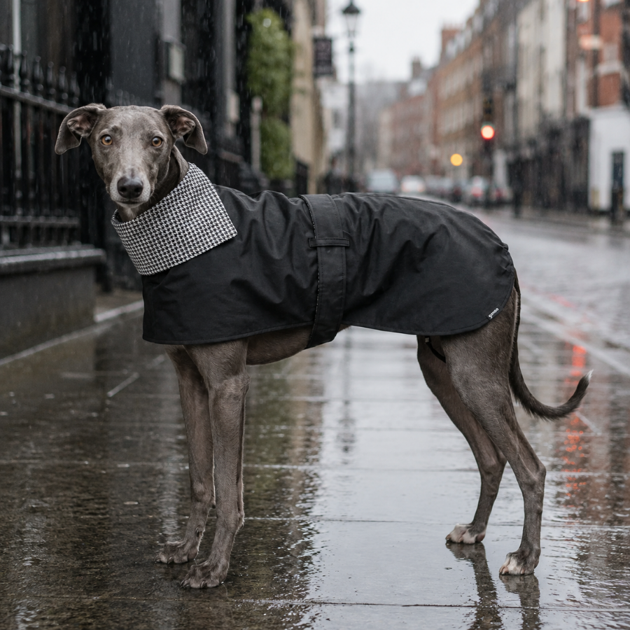 Gotoo Casaco Tipo Gabardina para galgos, , large Imagem n&uacute;mero 1