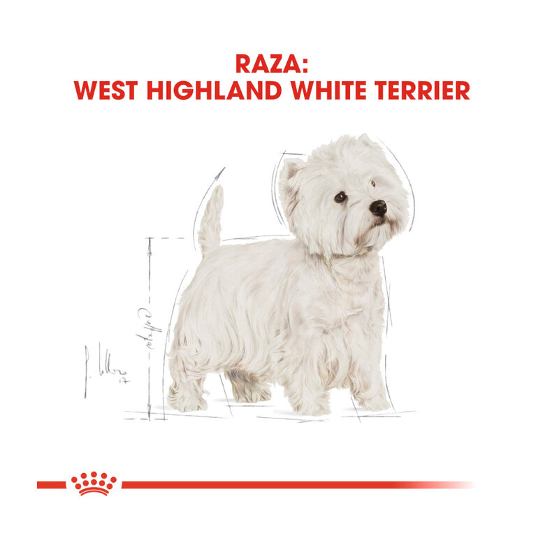 Royal Canin Adult White Terrier West Highland ração para cães,  Imagem número 3 Royal Canin Adult White Terrier West Highland ração para cães, , large Imagem número 3
