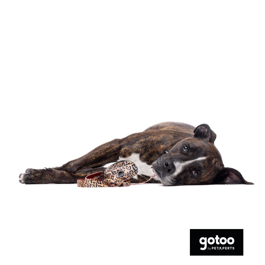 Gotoo Porta sacos estampado leopardo castanho para c&atilde;es, , large Imagem n&uacute;mero 3