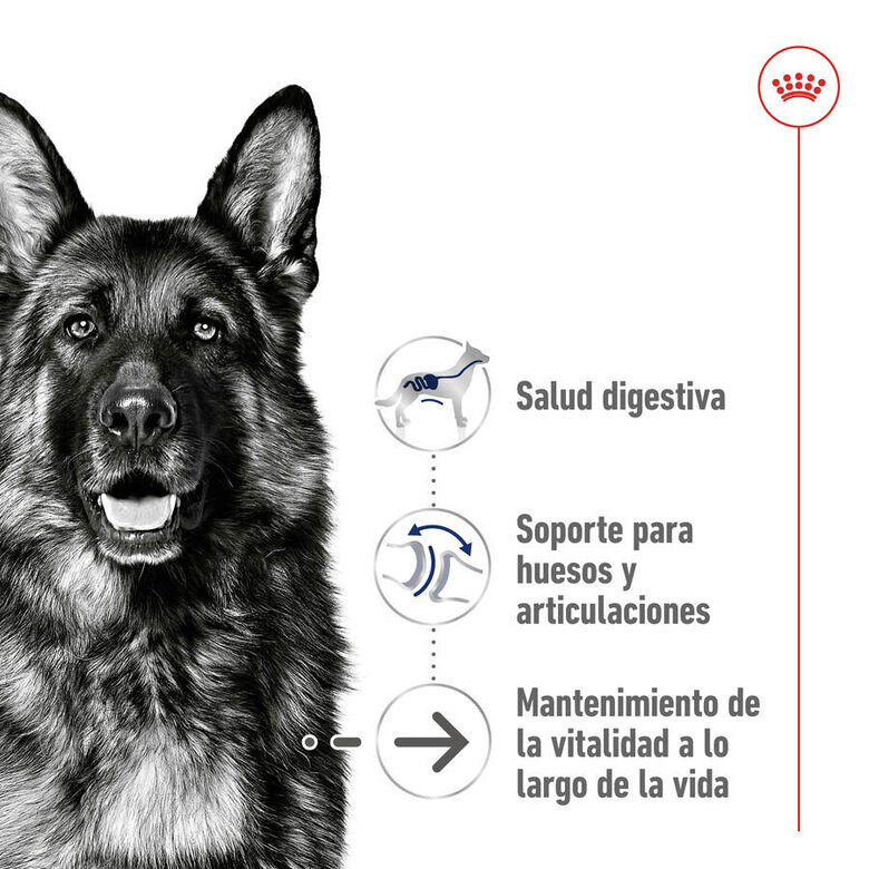 15 kg Royal Canin Maxi Ageing 8+ ração para cães,  Imagem número 5 15 kg Royal Canin Maxi Ageing 8+ ração para cães, , large Imagem número 5