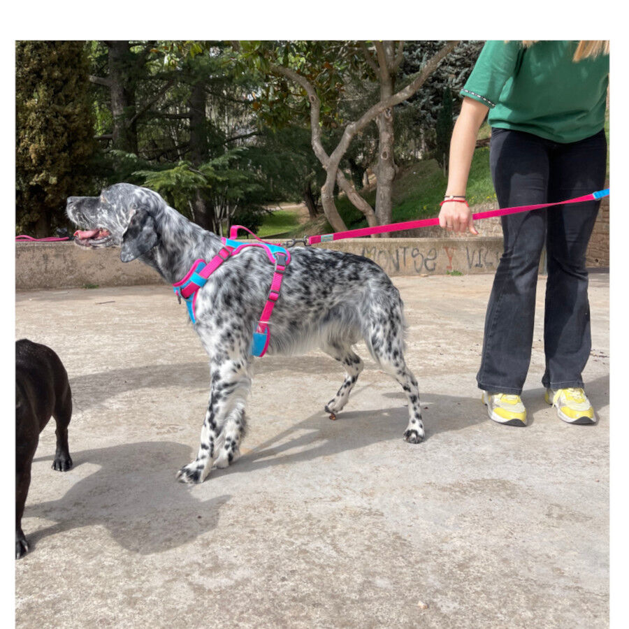 Freedog Cool Pro Tech Peitoral Desportivo F&uacute;scia para c&atilde;es, , large Imagem n&uacute;mero 5