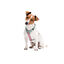 Dukier Peitoral com estampado de Ledopardo para cães, , large Indicador imagem número 2