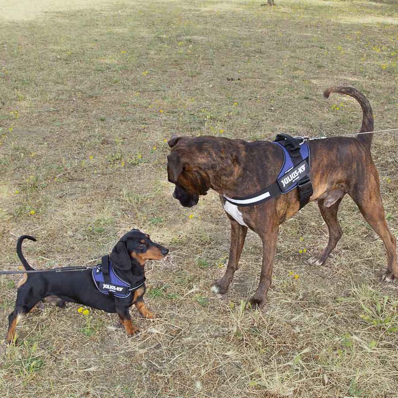 Julius K-9 IDC Peitoral Azul para cães,  Imagem número 3 Julius K-9 IDC Peitoral Azul para cães, , large Imagem número 3