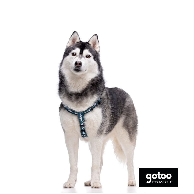 Gotoo peitoral estampado verde para cães,  Imagem número 3 Gotoo peitoral estampado verde para cães, , large Imagem número 3