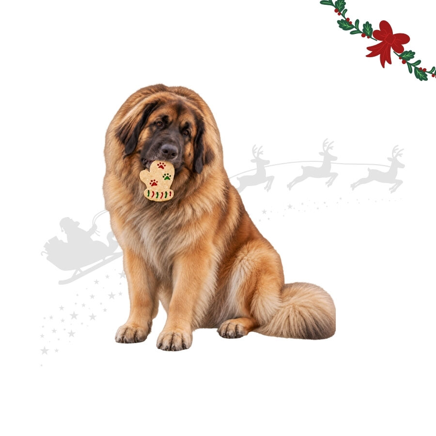 1 un. Wonder Christmas Luva de Couro Prensado Snacks para C&atilde;es, , large Imagem n&uacute;mero 1