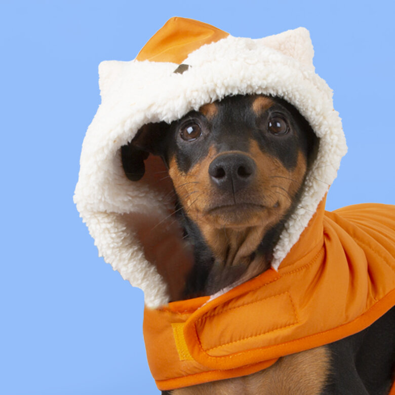 Outech Fox Casaco para cães,  Imagem número 2 Outech Fox Casaco para cães, , large Imagem número 2