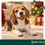 1 pack x 6 uns. Wonder Christmas Coxa de Frango Snacks para C&atilde;es, , large Indicador imagem n&uacute;mero 2