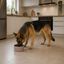 Leeby Comedouro Antiderrapante em A&ccedil;o Inoxid&aacute;vel para C&atilde;es, , large Indicador imagem n&uacute;mero 1