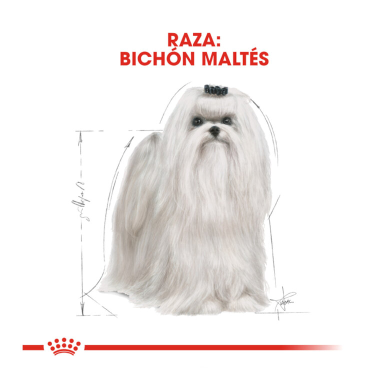 1.5 kg Royal Canin Adult Bichón Maltês ração para cães ,  Imagem número 4 1.5 kg Royal Canin Adult Bichón Maltês ração para cães , , large Imagem número 4