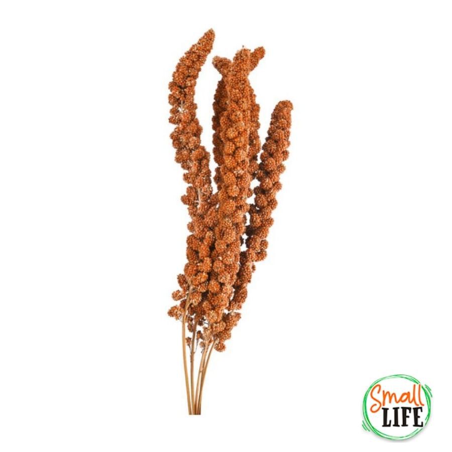 250 g Small Life Red Panizo Petisco para p&aacute;ssaros, , large Imagem n&uacute;mero 2