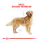 12 kg Royal Canin Adult Golden Retriever ração para cães, , large Indicador imagem número 4