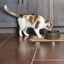 Petsafe Drinkwell® Bebedouro Automático para cães e gatos, , large Indicador imagem número 4