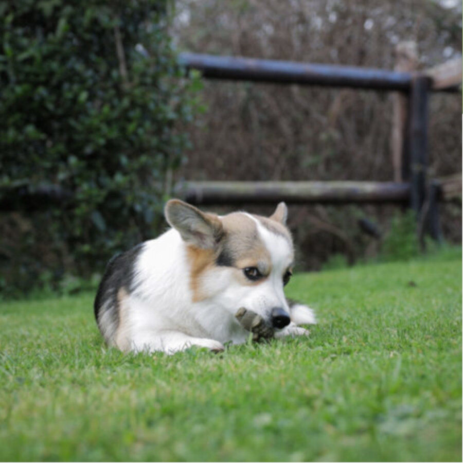 6 sticks Whimzees Snacks Dent&aacute;rios Crocodilo para c&atilde;es de porte grande, , large Imagem n&uacute;mero 4