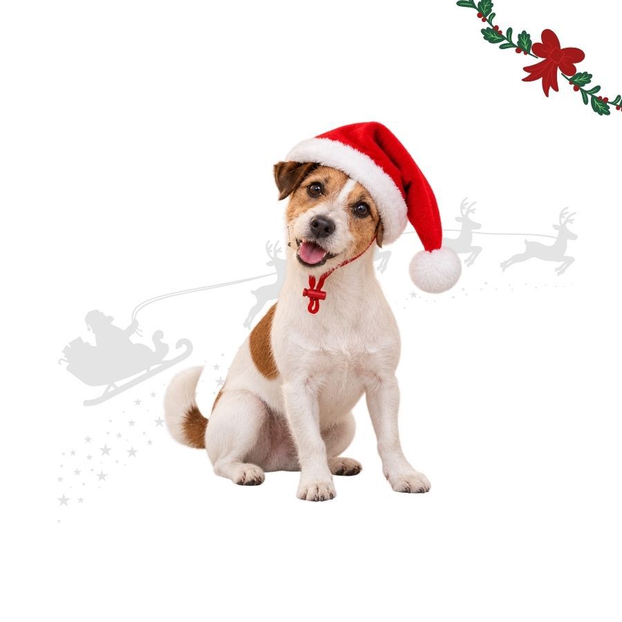 Wonder Christmas Gorro de Natal para c&atilde;es, , large Imagem n&uacute;mero 1