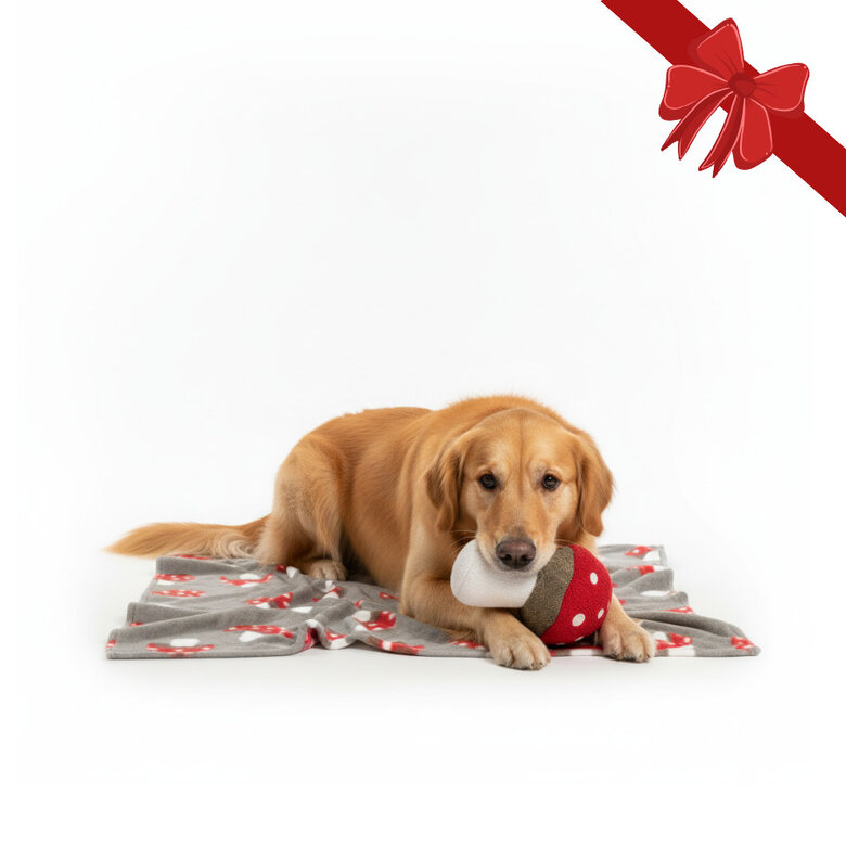 Wonder Christmas Conjunto Presente Peluche e Manta de Natal para Cães,  Imagem número 1 Wonder Christmas Conjunto Presente Peluche e Manta de Natal para Cães, , large Imagem número 1