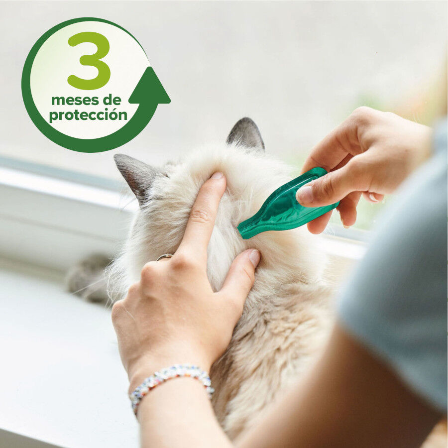 Beaphar Pipetas Repelentes para gatos, , large Imagem n&uacute;mero 4