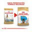 12 kg Royal Canin Puppy Pastor Alemão ração para cães, , large Indicador imagem número 3