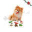 1 pack x 7 uns. Wonder Christmas Pack Presente de Bolachas Snacks para C&atilde;es, , large Indicador imagem n&uacute;mero 1
