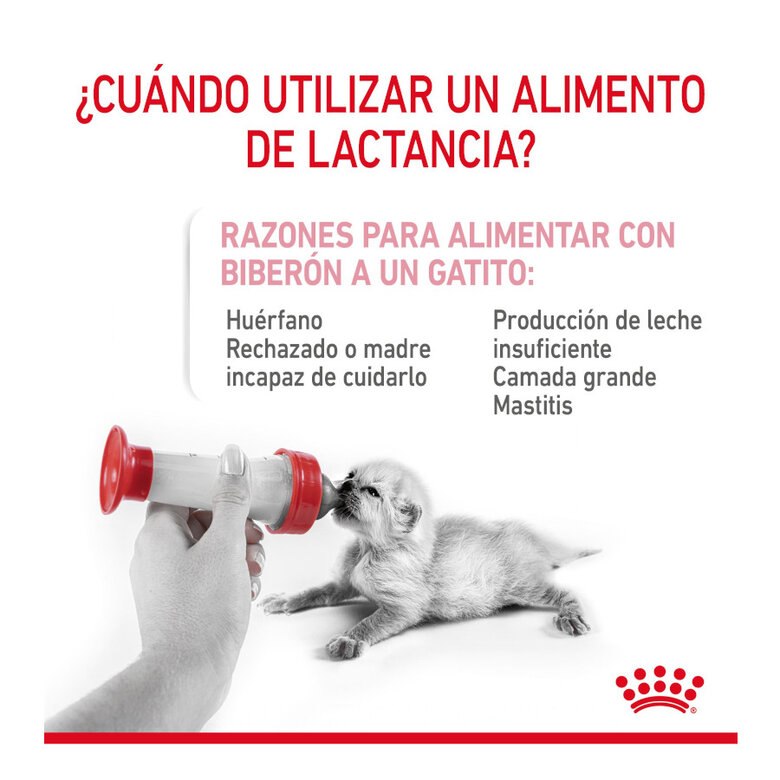 300 g Royal Canin Leite para gatinhos primeiro ano,  Imagem número 4 300 g Royal Canin Leite para gatinhos primeiro ano, , large Imagem número 4