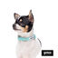 Gotoo Set de Coleira e Trela estampada verde para cães, , large Indicador imagem número 8