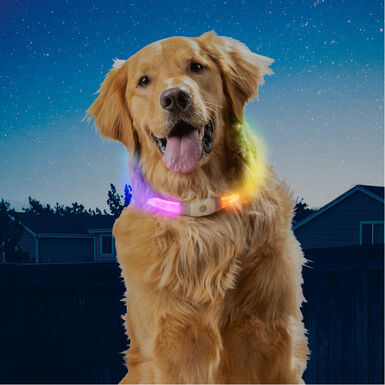 Coleira de segurança para cães Nite Ize NiteHowl Max LED
