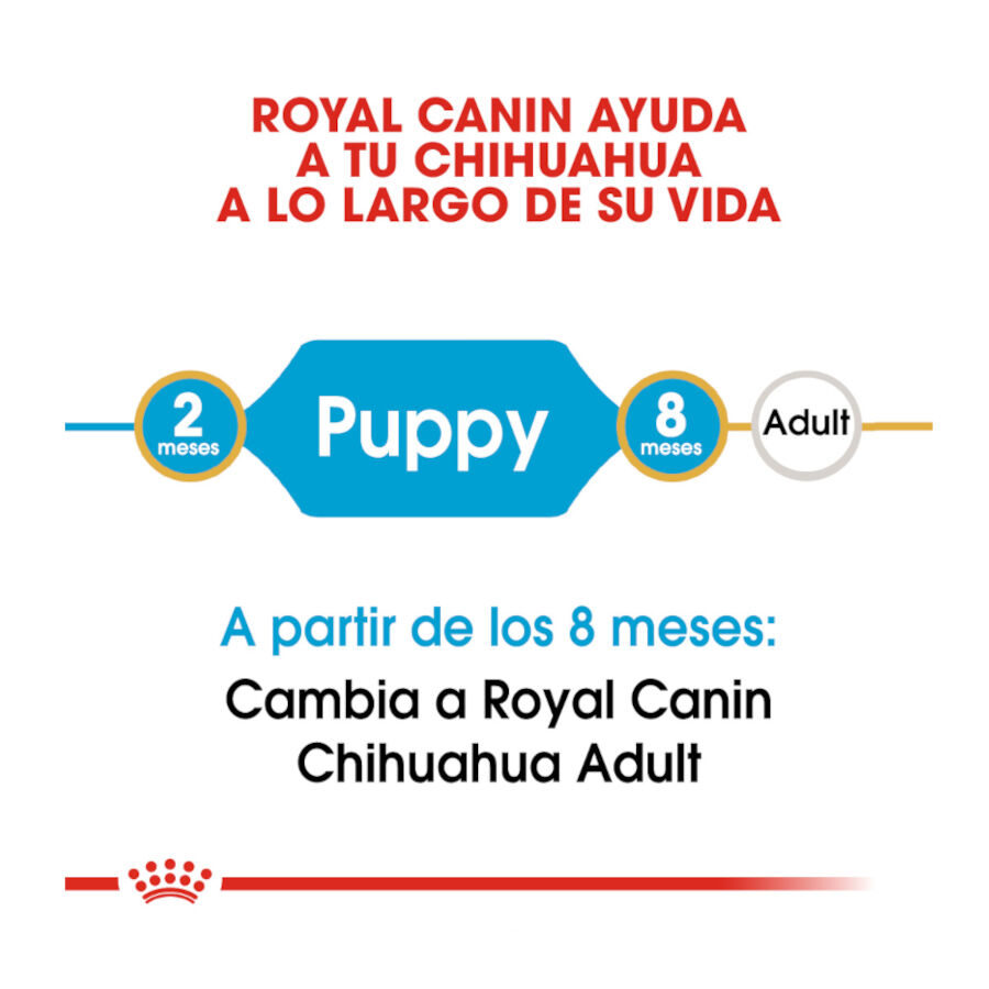 Royal Canin Puppy Chihuahua ra&ccedil;&atilde;o para c&atilde;es , , large Imagem n&uacute;mero 7