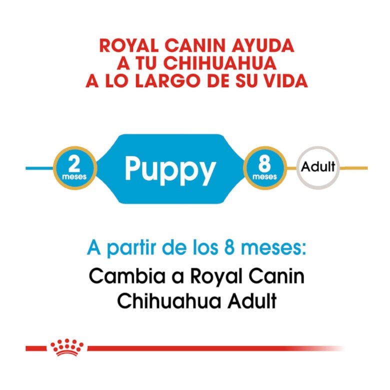 Royal Canin Puppy Chihuahua ração para cães ,  Imagem número 7 Royal Canin Puppy Chihuahua ração para cães , , large Imagem número 7