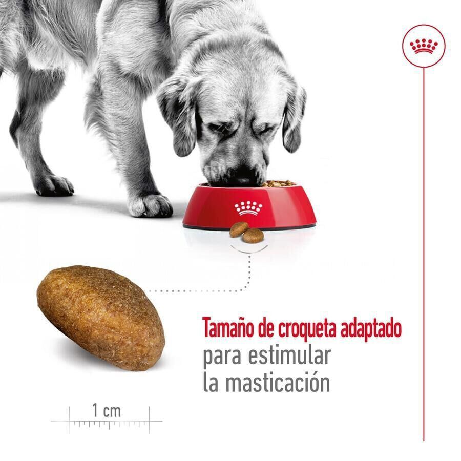15 kg Royal Canin Maxi Adult ra&ccedil;&atilde;o para c&atilde;es, , large Imagem n&uacute;mero 6