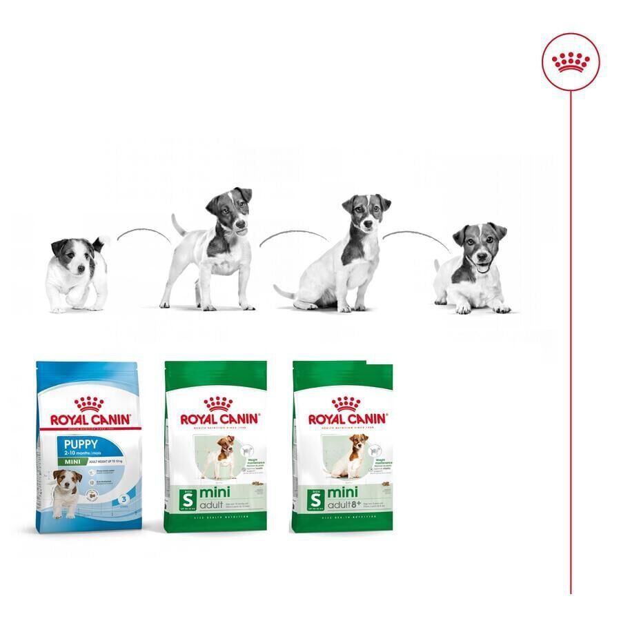 9 kg (8 + 1 kg &iexcl;gratis!) Royal Canin Mini Adult ra&ccedil;&atilde;o para c&atilde;es, , large Imagem n&uacute;mero 11