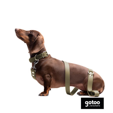 Gotoo Trela Biothane verde oliva para cães
