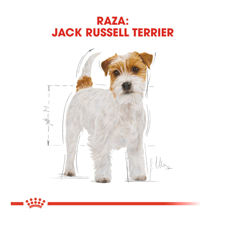 Royal Canin Adult Jack Russell Terrier ração para cães,  Imagem número 4 Royal Canin Adult Jack Russell Terrier ração para cães, , large Imagem número 4