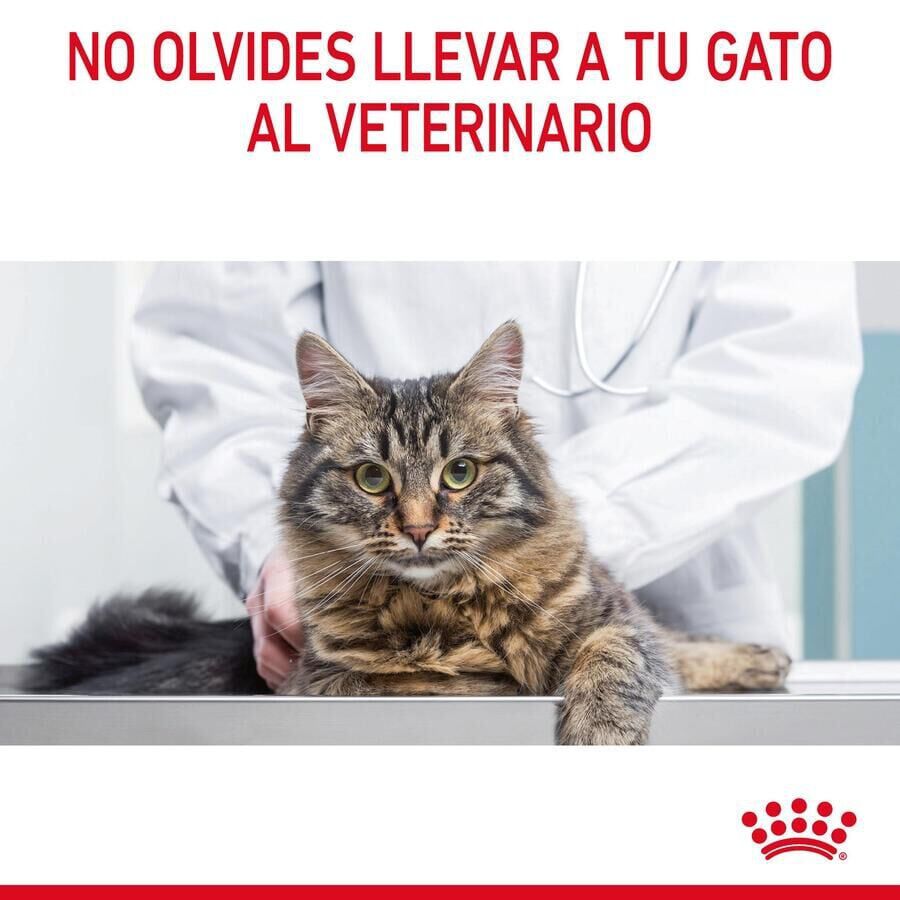 10 kg Royal Canin Urinary ra&ccedil;&atilde;o para gatos, , large Imagem n&uacute;mero 12