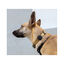 Zee Dog Gotham Funda para Air Tag para perros, , large Indicador imagem número 2