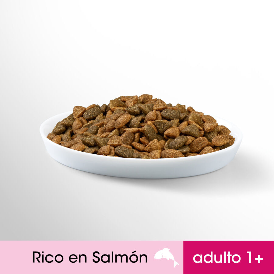 1.4 kg Ra&ccedil;&atilde;o para gatos Perfect Fit Adulto 1+ Salm&atilde;o Esterilizado, , large Imagem n&uacute;mero 3