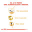 3 kg Royal Canin Adult Pug ração para cães, , large Indicador imagem número 6