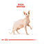 10 kg Royal Canin Adult Sphynx ração para gatos, , large Indicador imagem número 4