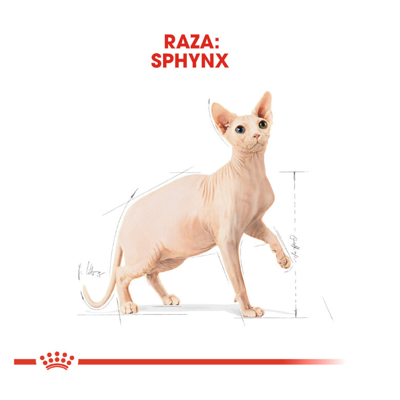 10 kg Royal Canin Adult Sphynx ração para gatos,  Imagem número 4 10 kg Royal Canin Adult Sphynx ração para gatos, , large Imagem número 4